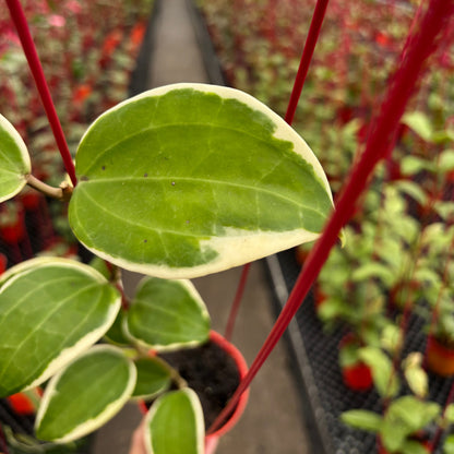Hoya Latifolia Wasabi Albomarginata
