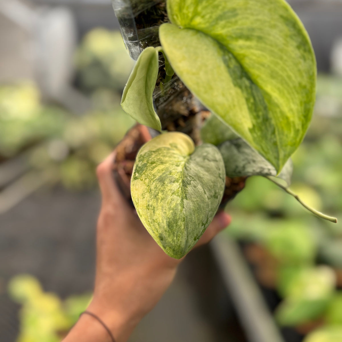 Scindapsus Nirmala