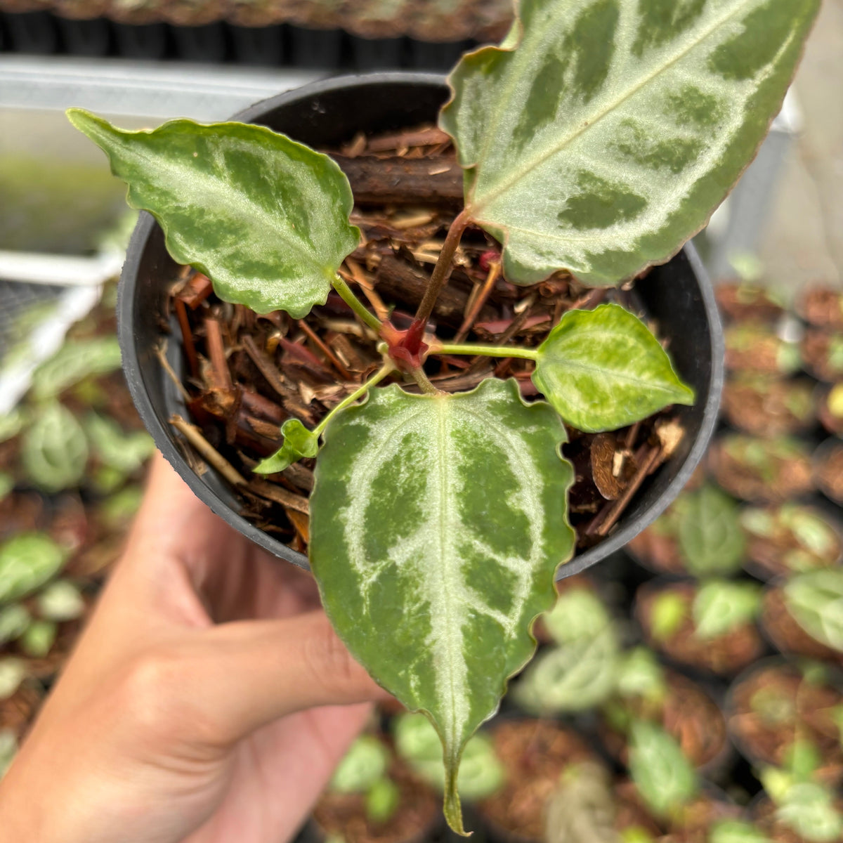 Anthurium Red Crystallinum (HU) 09 x Muchlis RC