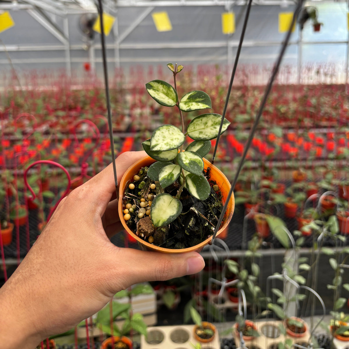 Hoya Mathilde Inner Variegated