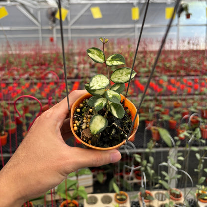 Hoya Mathilde Inner Variegated