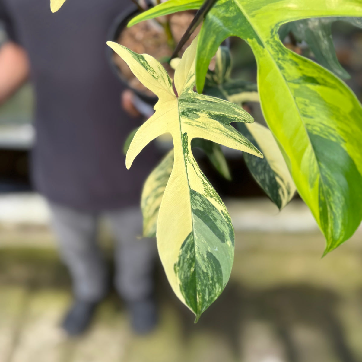 RP3-9 Philodendron Florida Beauty Mature Size (2 pcs)