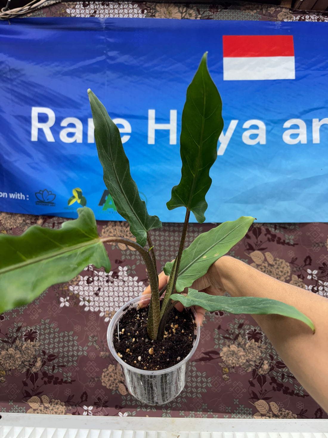A01003 Alocasia Purple Sword