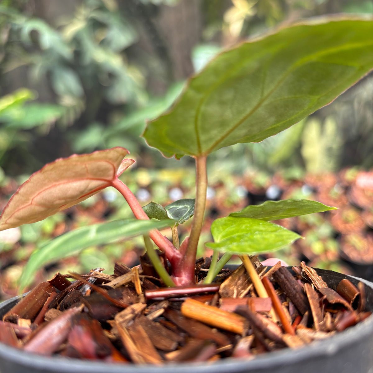 Anthurium Red Crystallinum (HU) 01 x Red Tiger