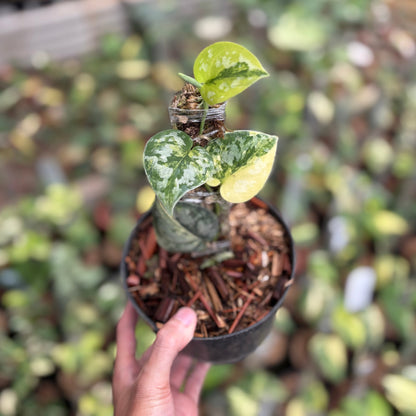 Scindapsus Bakudapati