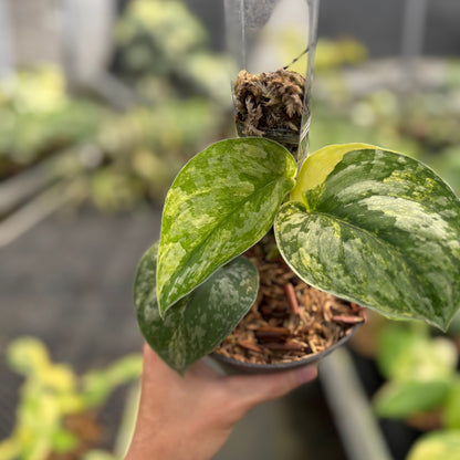 Scindapsus Simbara