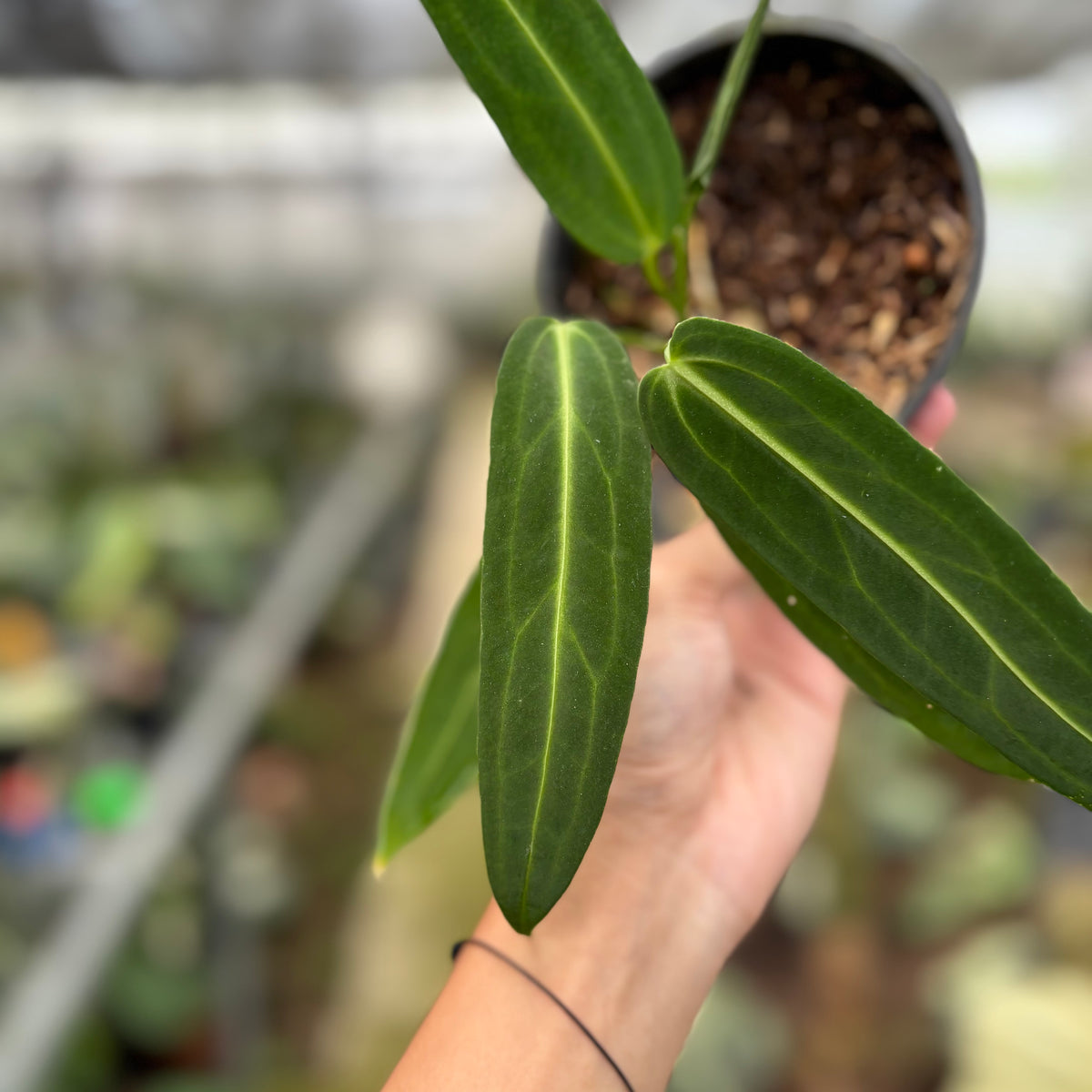 RP19-10	Anthurium Warocqueanum
