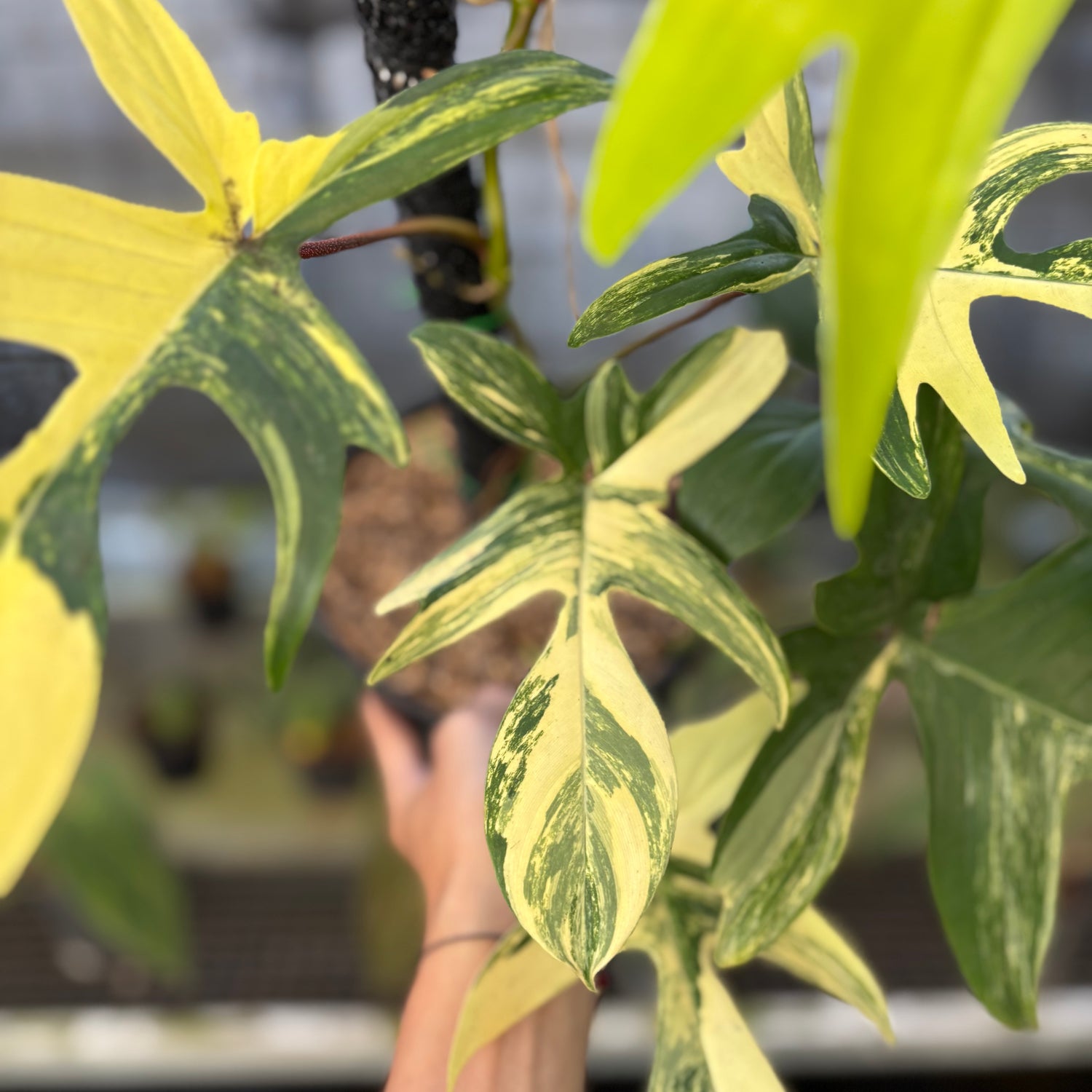 RP29-9 Philodendron Florida Beauty Mature Size