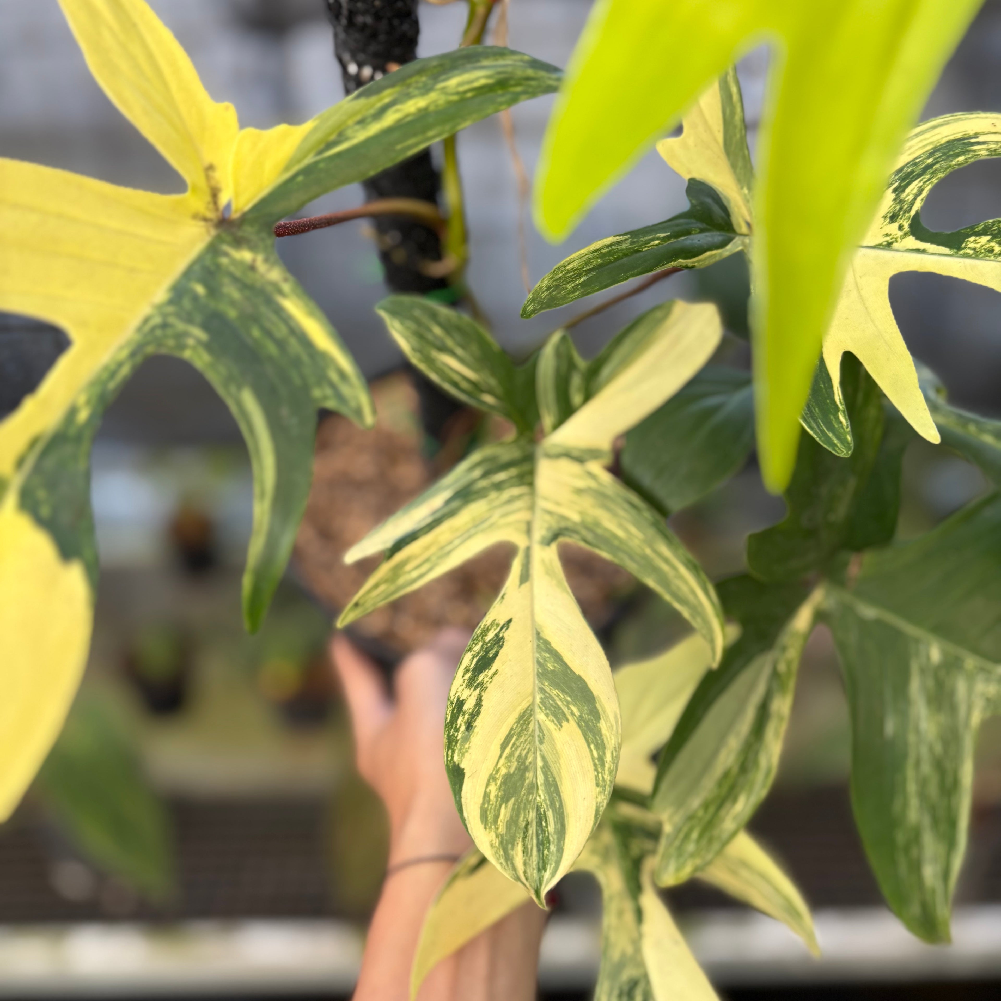 RP29-9 Philodendron Florida Beauty Mature Size