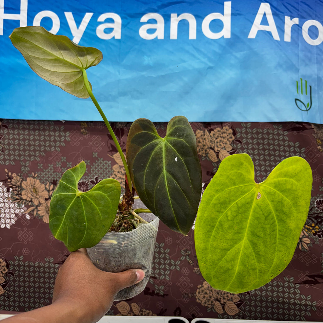 A210 Anthurium No ID