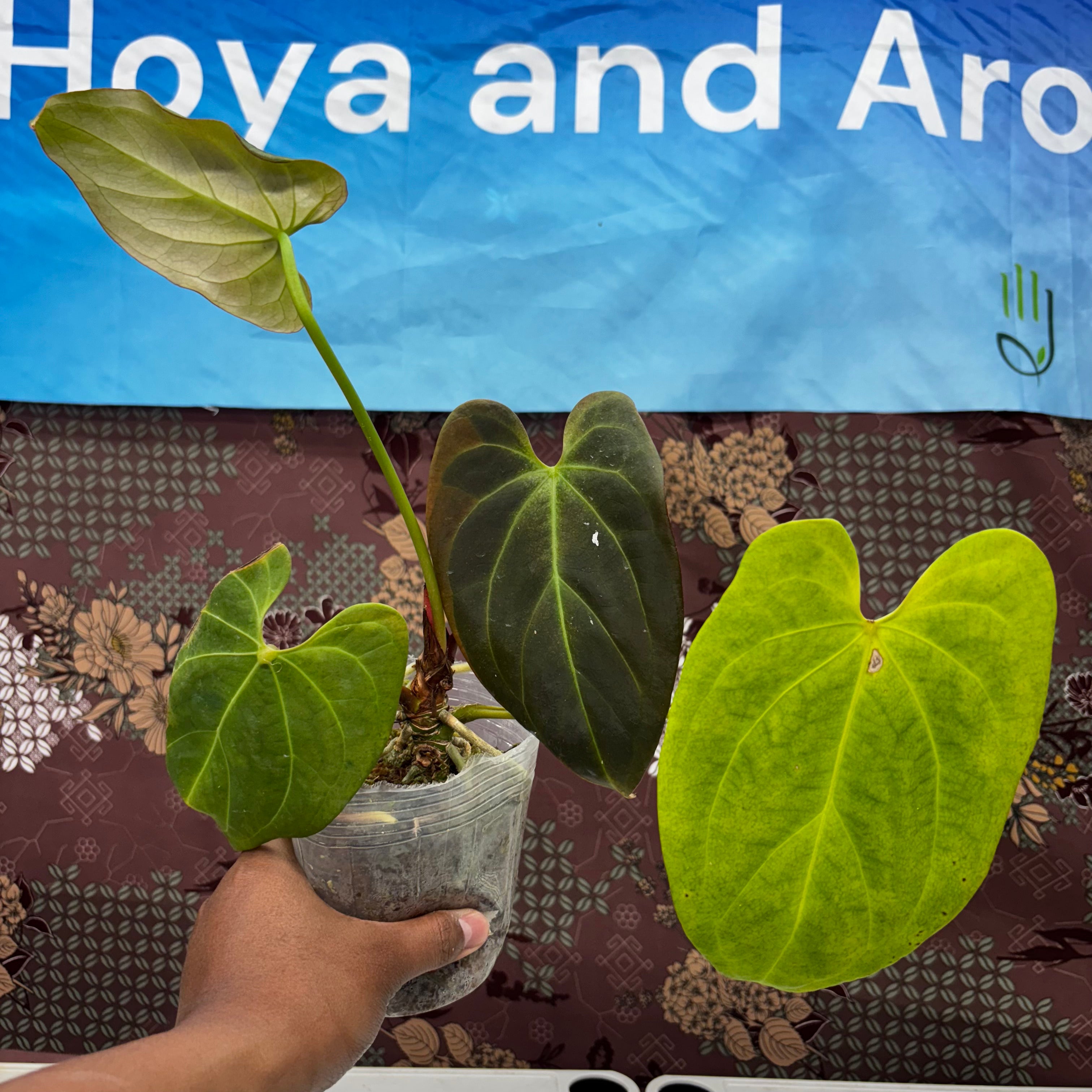 A210 Anthurium No ID