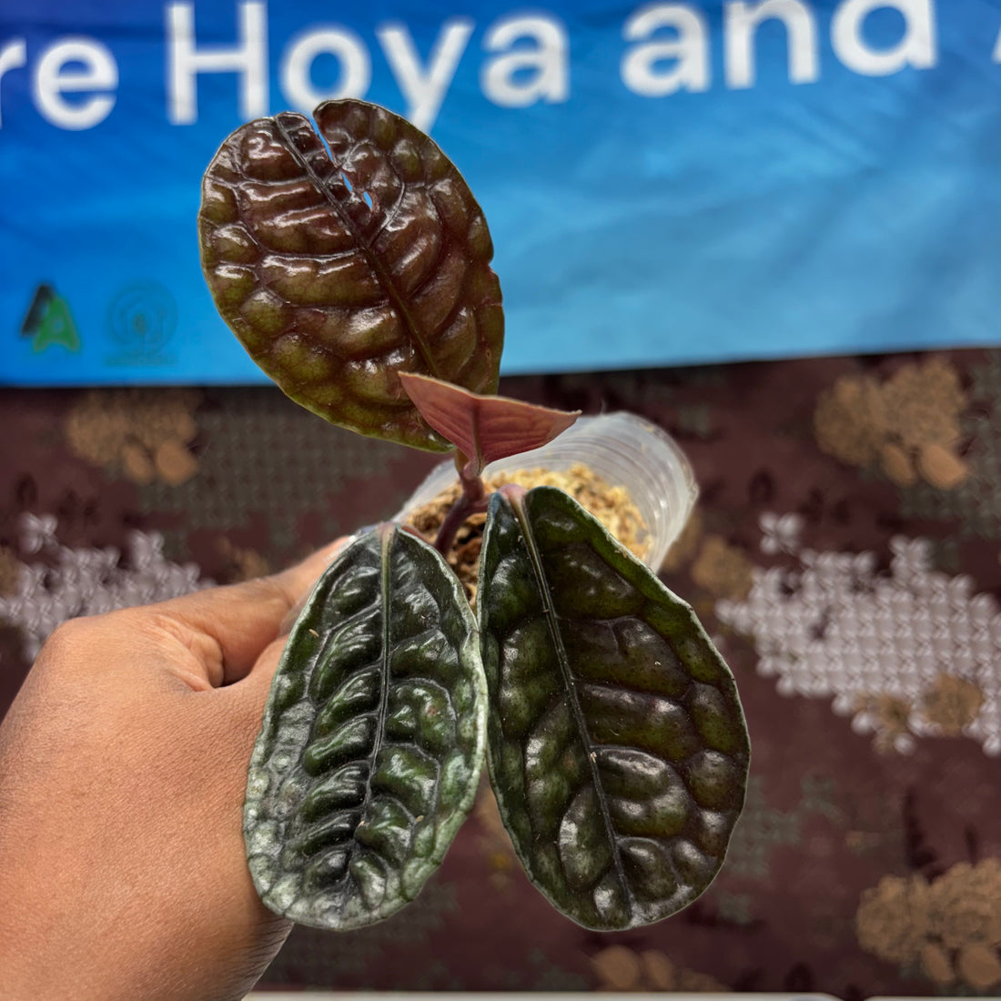 A331 Labisia Sp Borneo