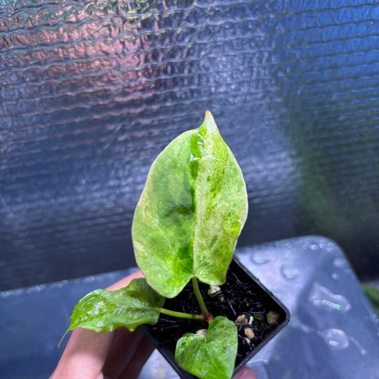 RP38-9 Anthurium Fortsherman x Darkphoenix Variegated