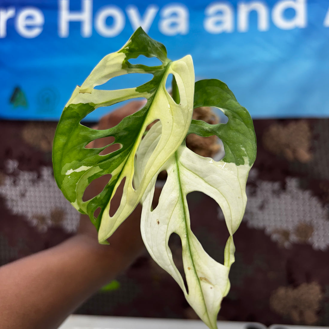 A423 Monstera Adansoni Albo Variegated