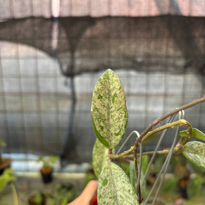 RP16-9 Hoya Carnosa Star Dust