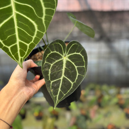 RP15-9 Anthurium Clarinervium Medium Size