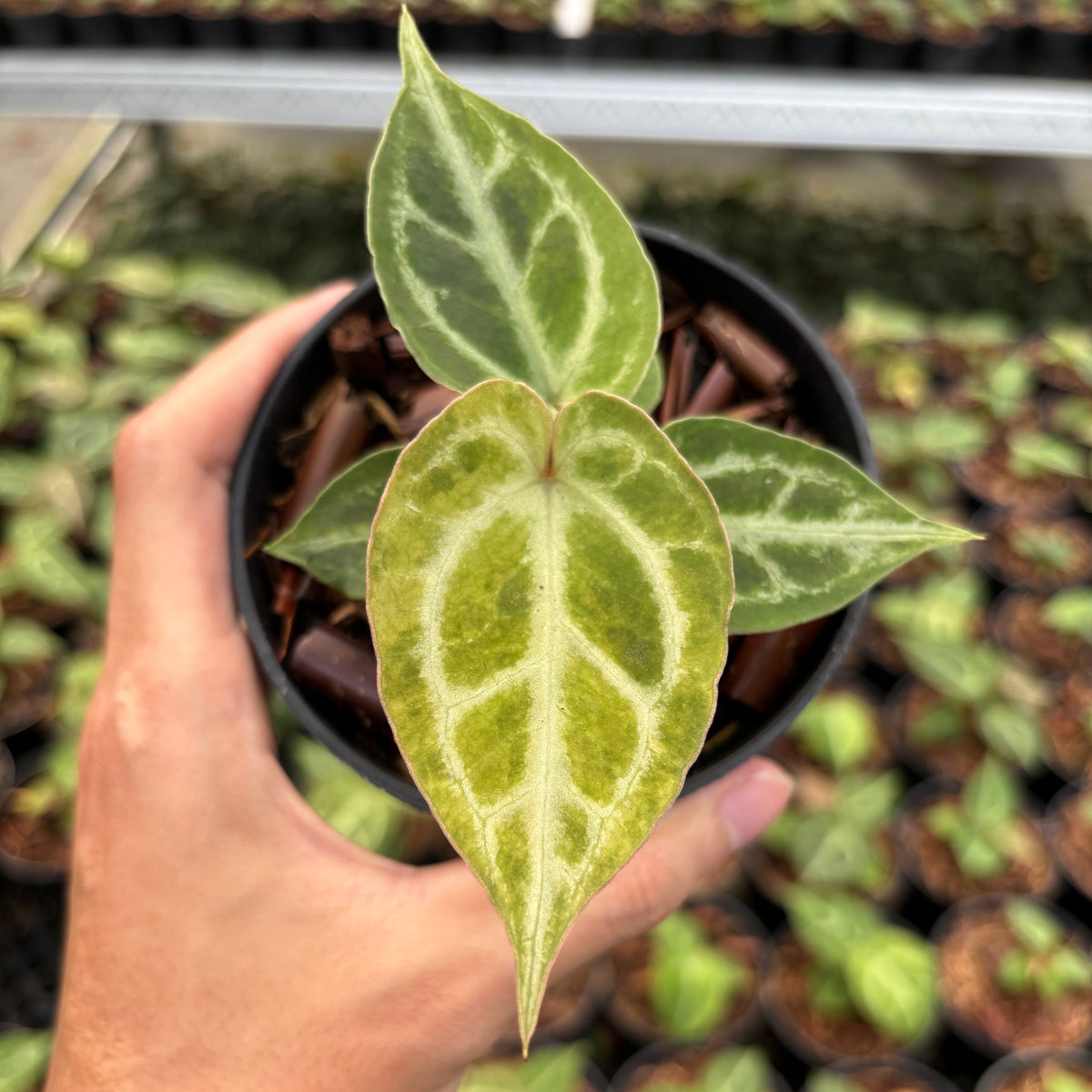 Anthurium Magnificum Verde x Red Tiger