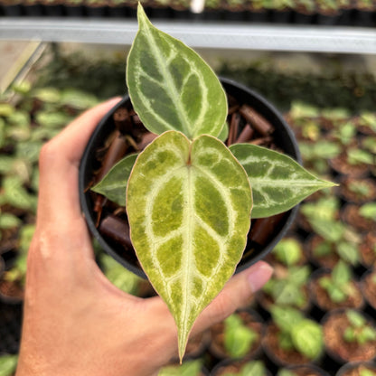 Anthurium Magnificum Verde x Red Tiger