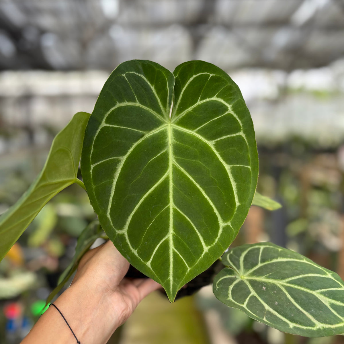 RP14-10	Anthurium Papilillaminum x Magnificum
