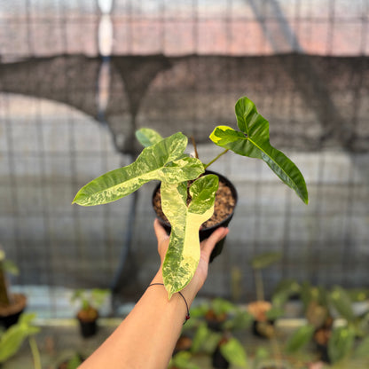 RP14-9 Philodendron Domesticum x Atabaphoense Variegated