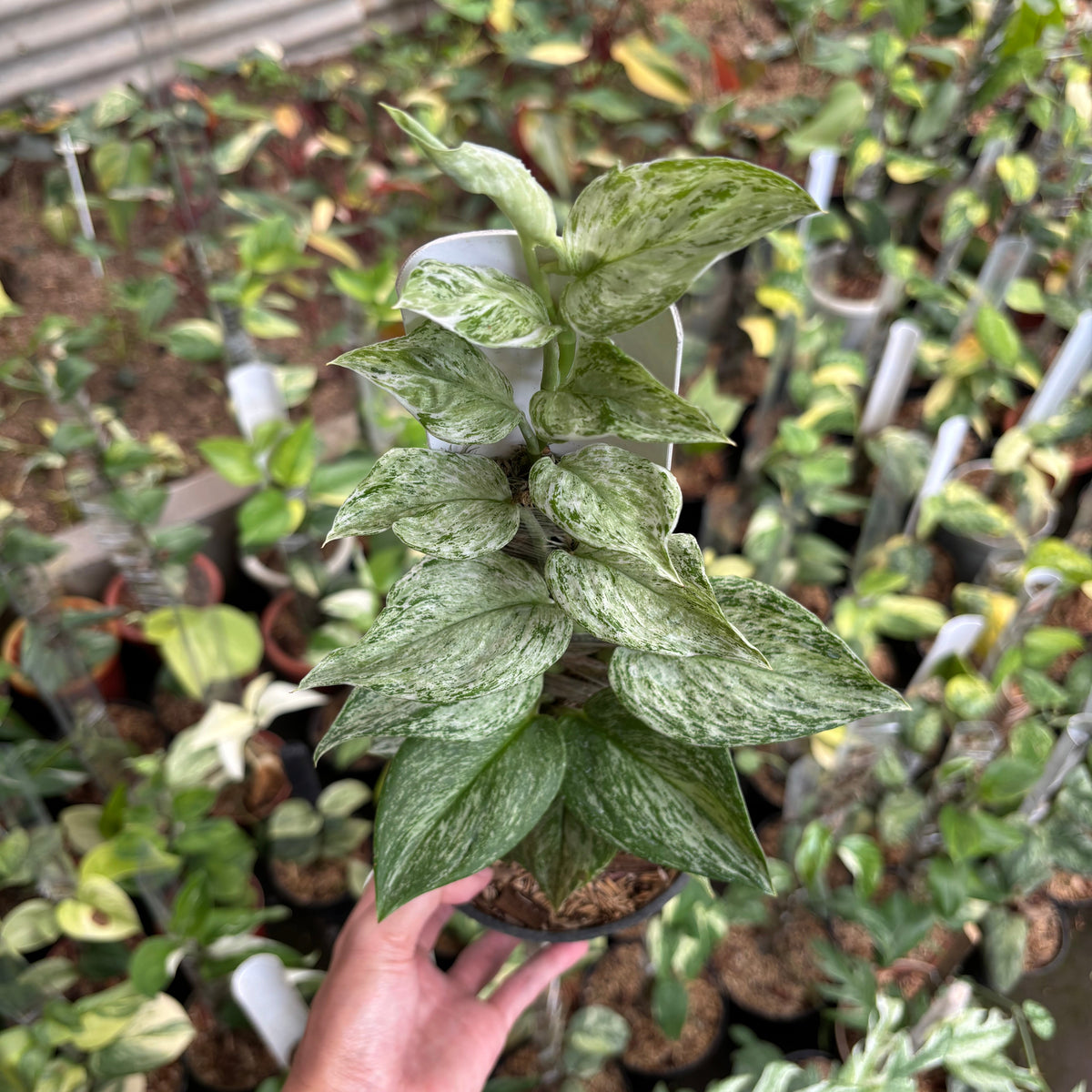 Scindapsus Moonlight Galaxy