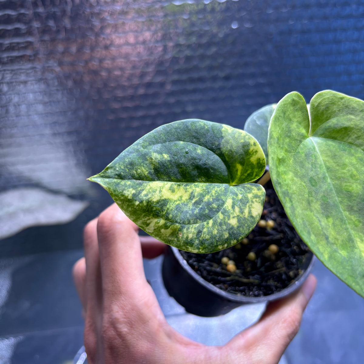 RP34-10	Anthurium KOS x AOS Variegated