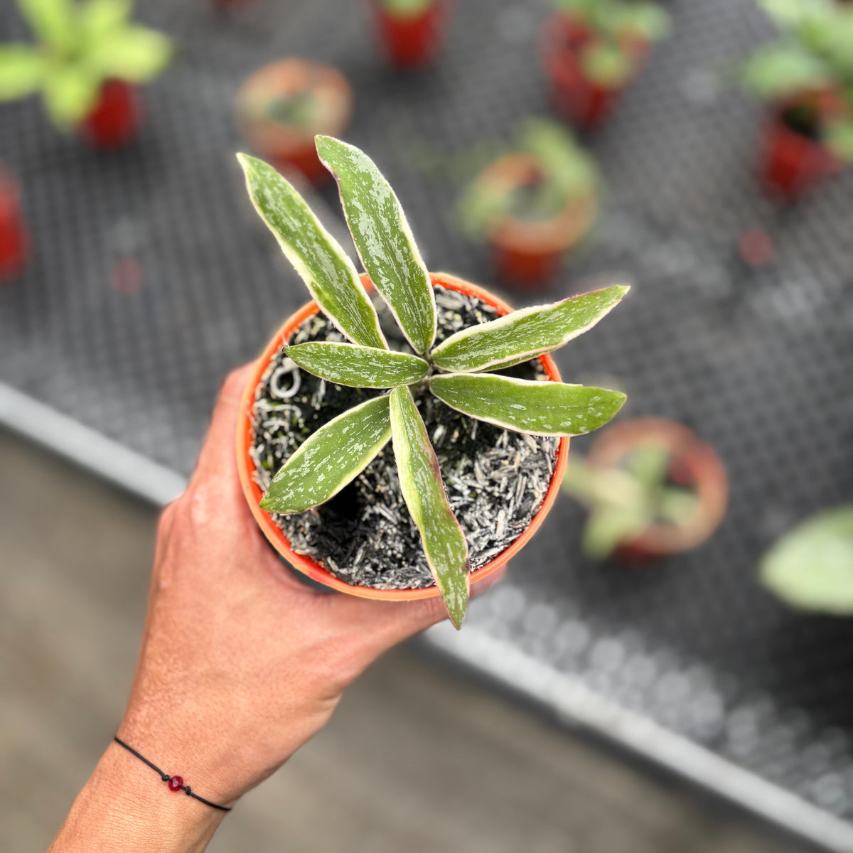 Hoya Sigillatis Albomarginata