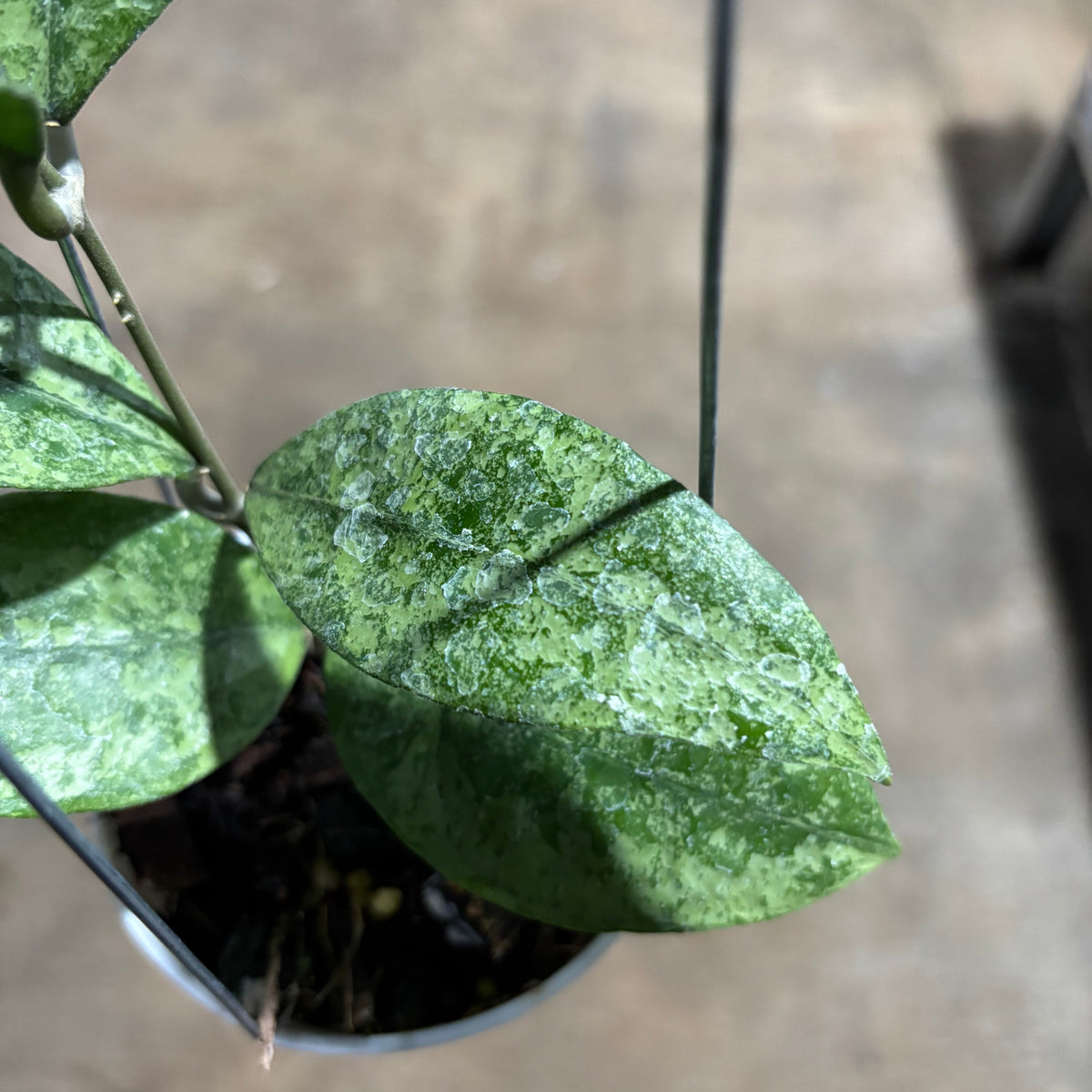 Hoya Finlaysonii Pangga