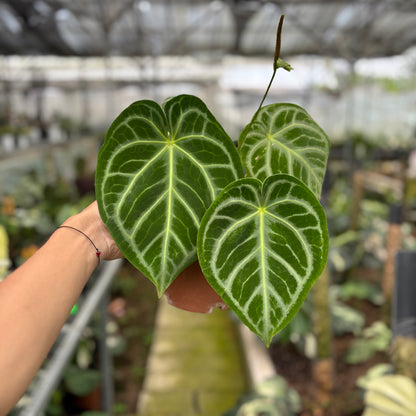 RP17-10	Anthurium Crystallinum x Domino