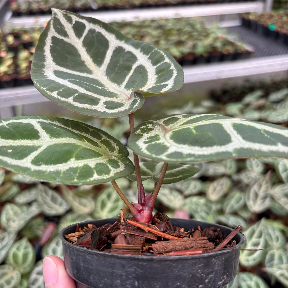 Anthurium Red Crystallinum (HU) 03 x Red Crystallinum (HU) 05