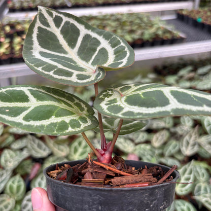 Anthurium Red Crystallinum (HU) 03 x Red Crystallinum (HU) 05