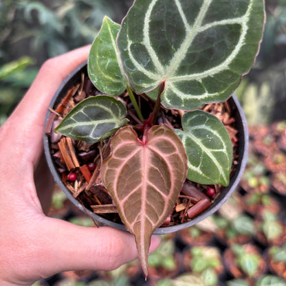 Anthurium Red Crystallinum (HU) 01 x Red Tiger