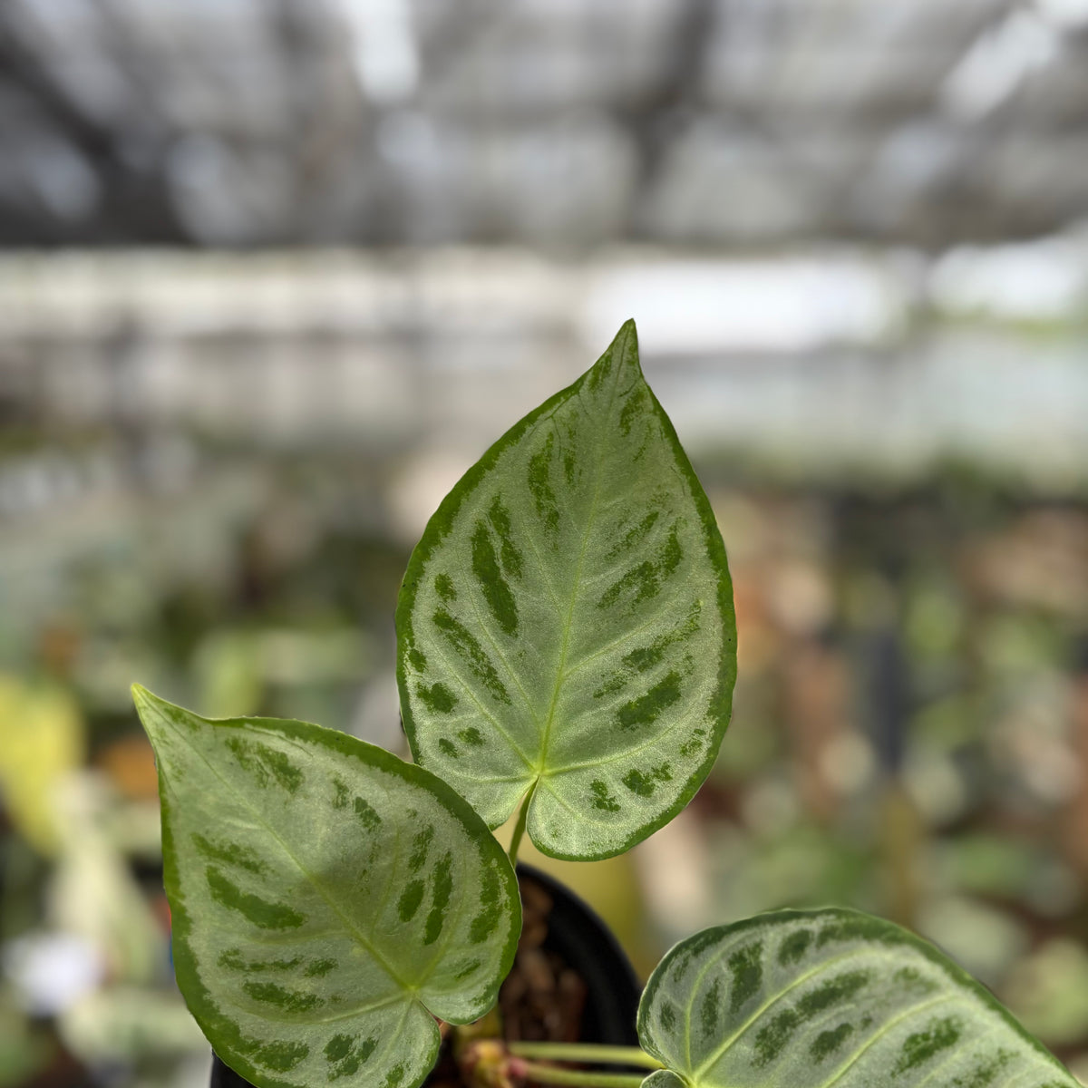 RP24-10	Anthurium Silver Chrome Full Silver