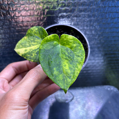 RP34-9 Anthurium KOS x AOS Variegated