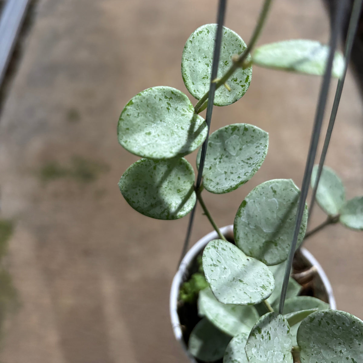 Hoya Mathilde Silver