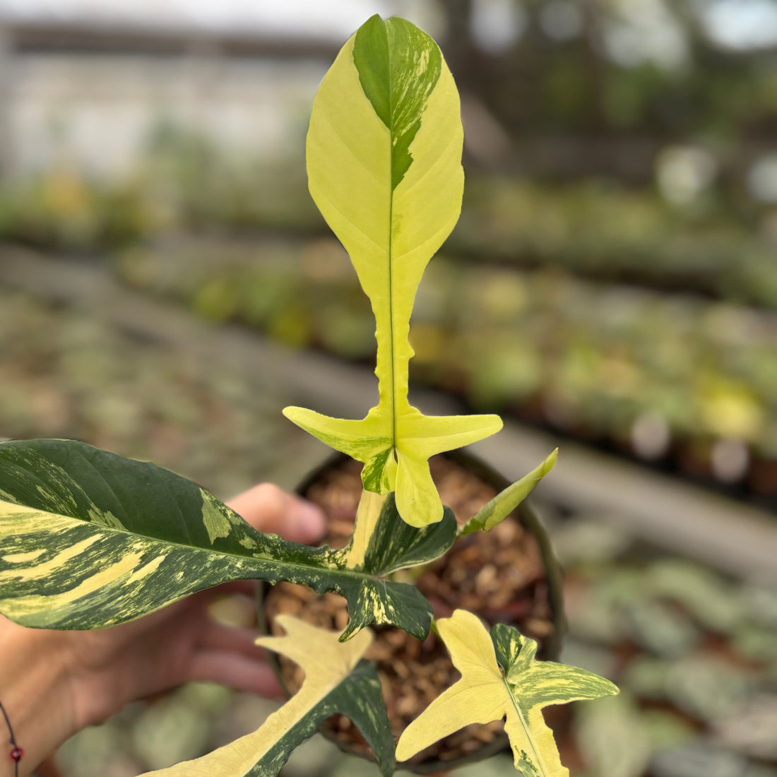 Philodendron Florida Beauty x Joepii