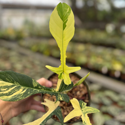 Philodendron Florida Beauty x Joepii