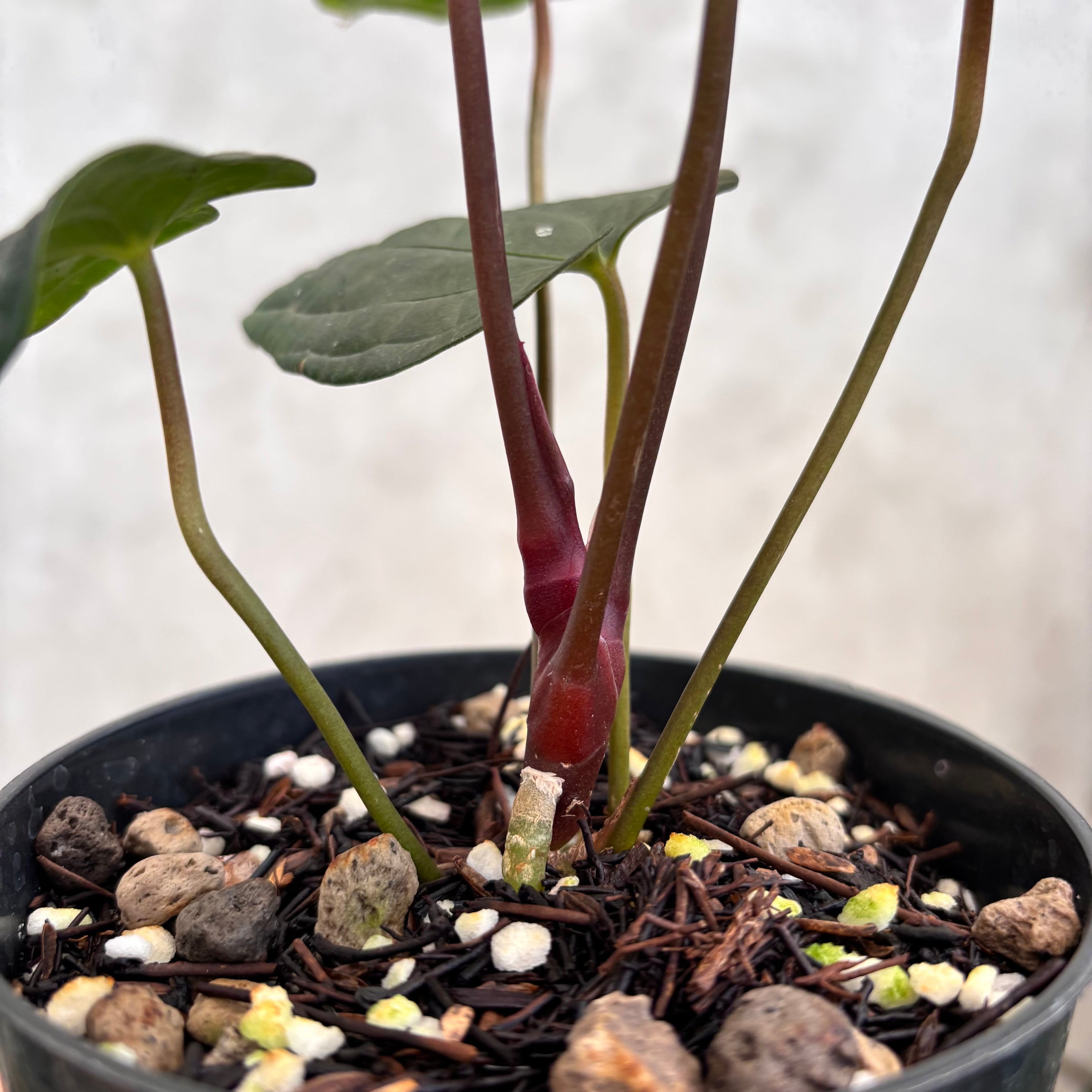 Anthurium RVDP x Black Muscle