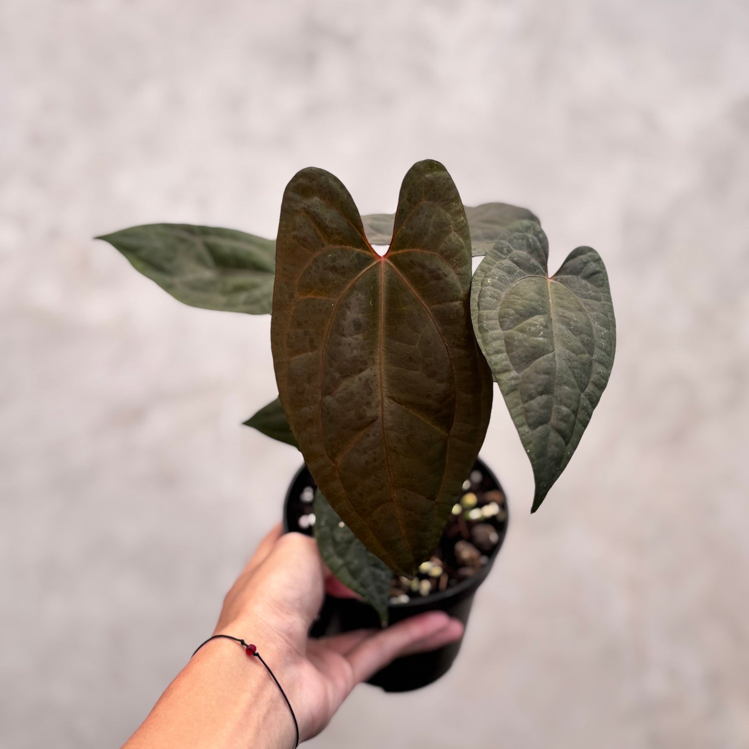 Anthurium RVDP x Black Muscle