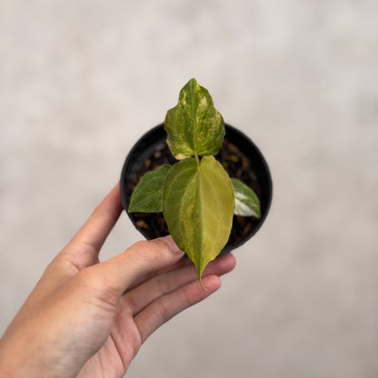 Anthurium Golden Sunrise x AOS Tezula x papilillaminum ORYN Variegated