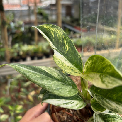 Rhaphidophora Elliptifolia Variegated