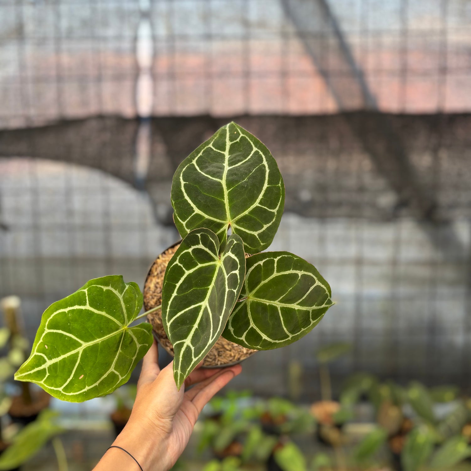 RP17-9 Anthurium Crystallinum Red Stem