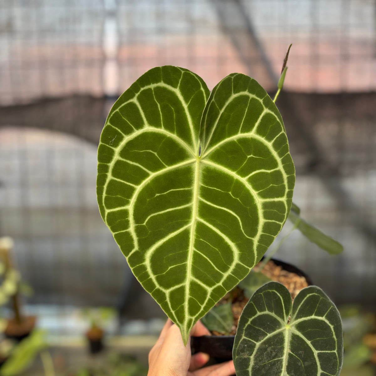 RP15-9 Anthurium Clarinervium Medium Size