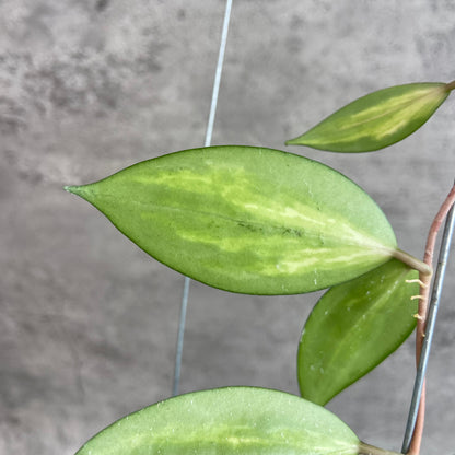 RP68-10	Hoya Verticillata Nganjuk (Inner Variegated)