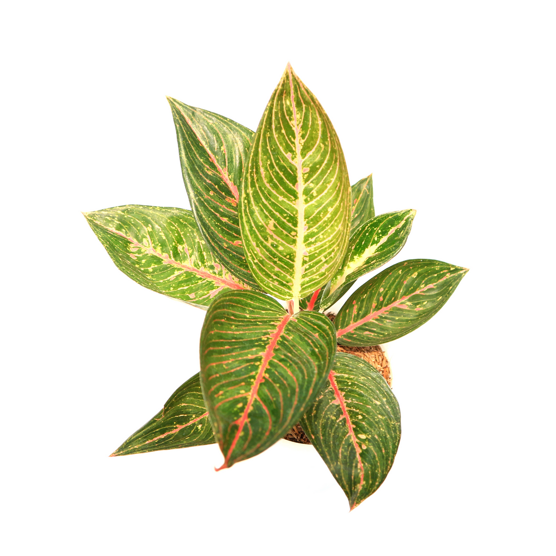 🎁 Aglaonema Green Legacy (100% off)