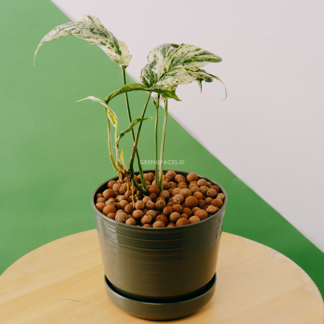 π Amydrium Variegated (100% off)