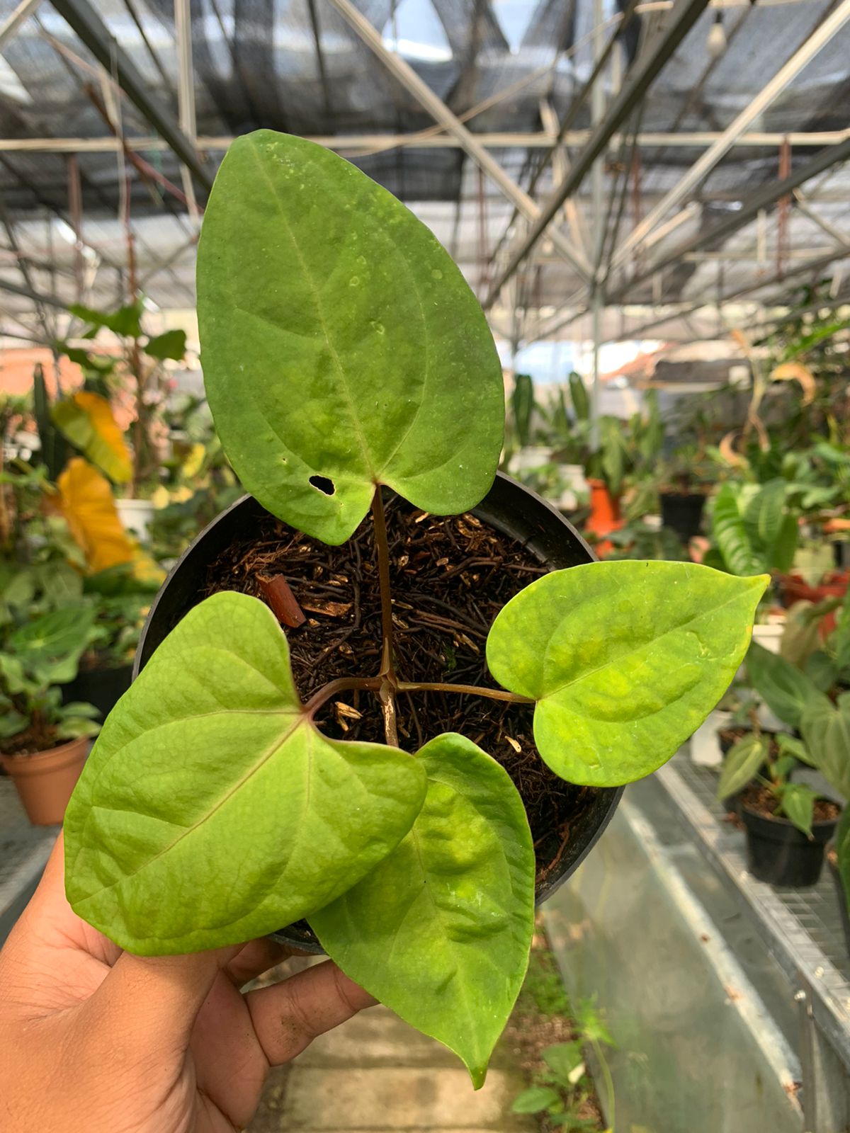 Anthurium Falcatum Hybrid