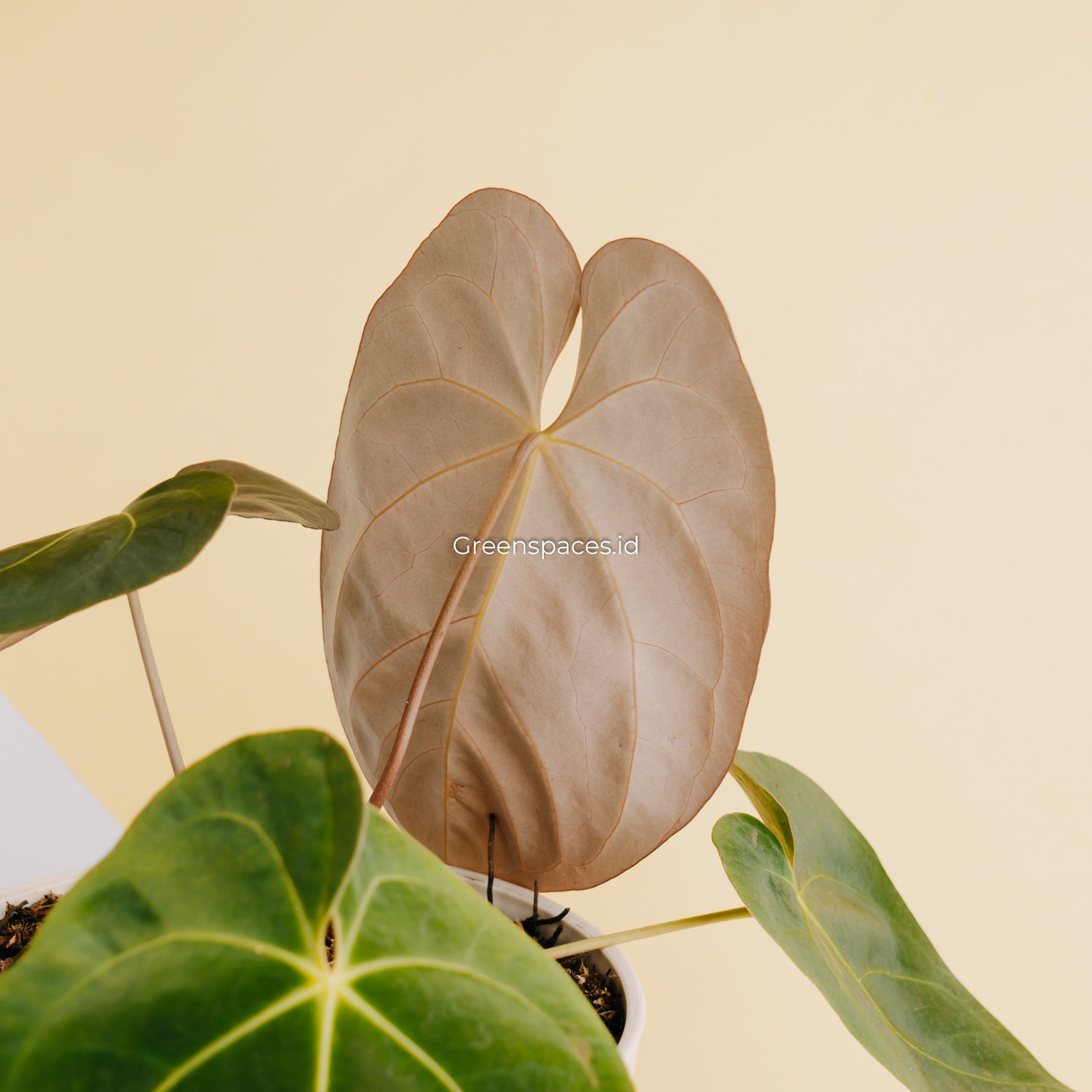anthurium hoffmanii Anthurium Hoffmanii Hybrid – Greenspaces.id