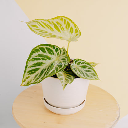 Anthurium Silver Hope