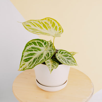 Anthurium Silver Hope